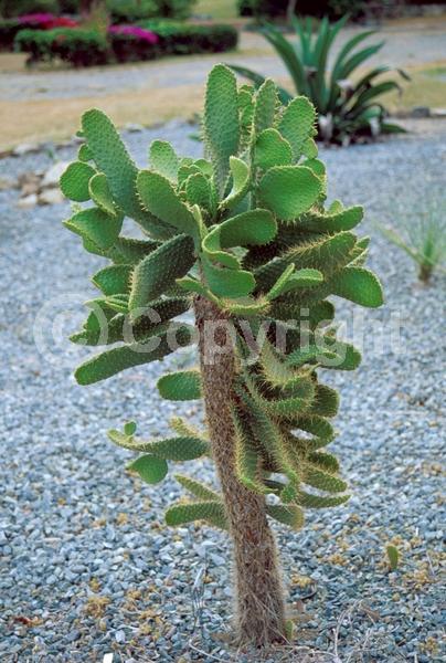 Red blooms; Orange blooms; Yellow blooms; Purple blooms; White blooms; Deciduous; Broadleaf; North American Native