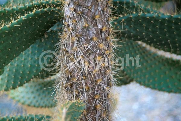 Red blooms; Orange blooms; Yellow blooms; Purple blooms; White blooms; Deciduous; Broadleaf; North American Native