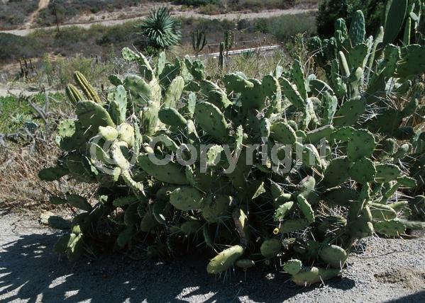Yellow blooms; Green blooms; Deciduous; North American Native