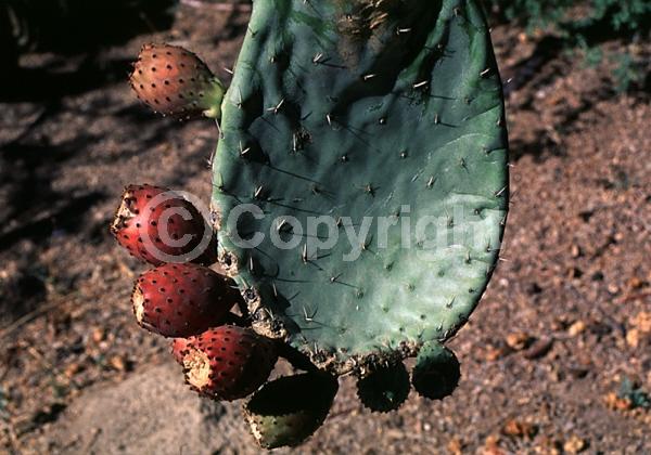 Orange blooms; Yellow blooms; Deciduous; North American Native