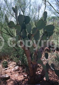 Orange blooms; Yellow blooms; Deciduous; North American Native