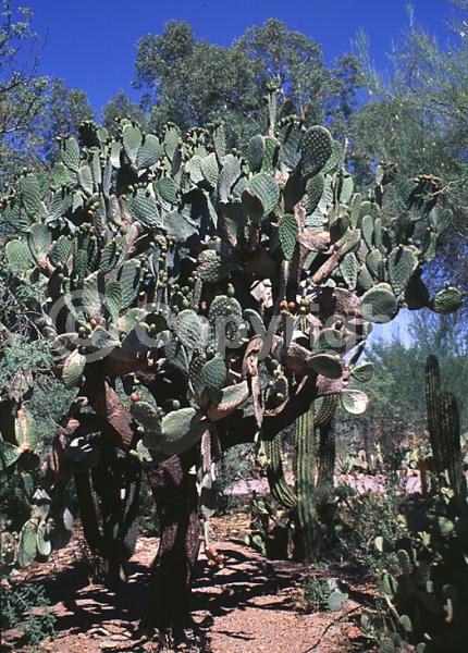 Orange blooms; Yellow blooms; Deciduous; North American Native