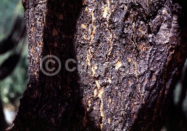 Orange blooms; Yellow blooms; Deciduous; North American Native