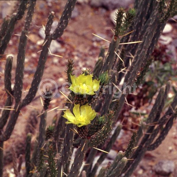 Yellow blooms; Deciduous; North American Native