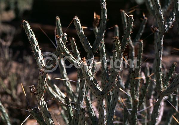 Yellow blooms; Deciduous; North American Native