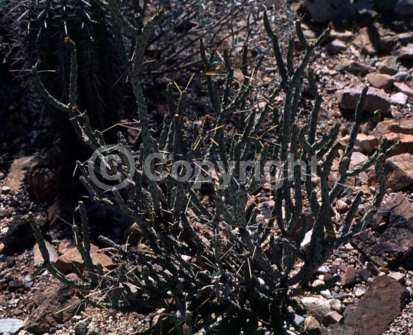 Yellow blooms; Deciduous; North American Native