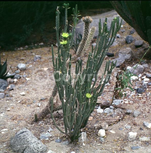 Yellow blooms; Deciduous; North American Native