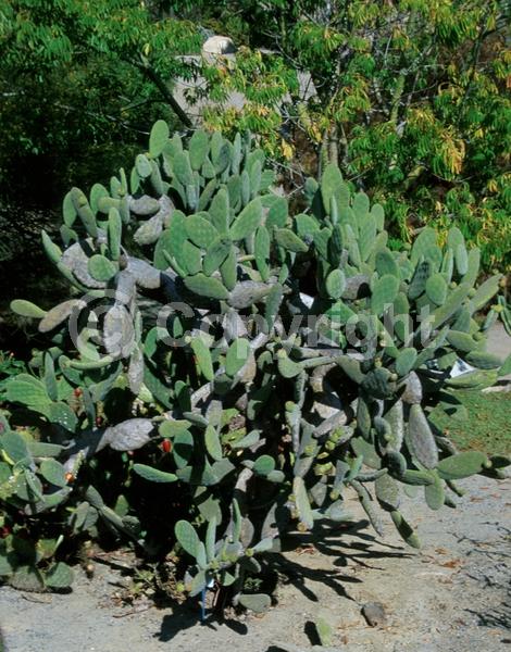 Orange blooms; Deciduous; North American Native