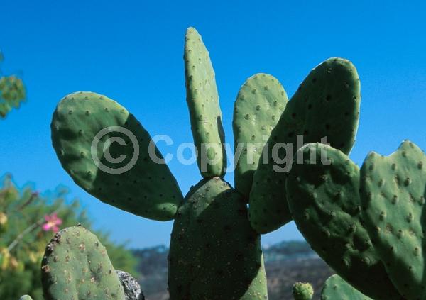 Orange blooms; Deciduous; North American Native