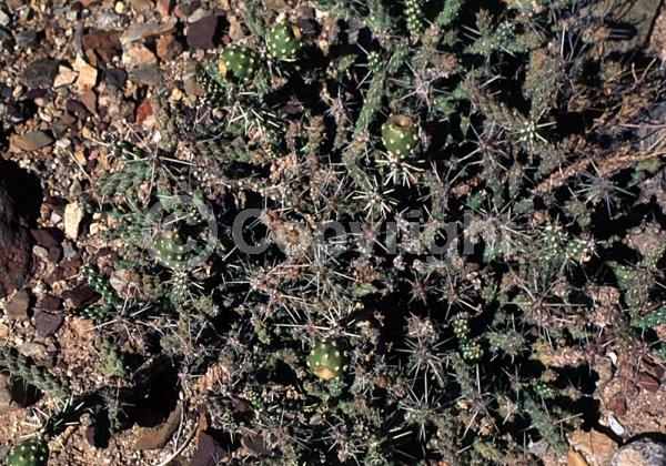 Yellow blooms; Deciduous; North American Native