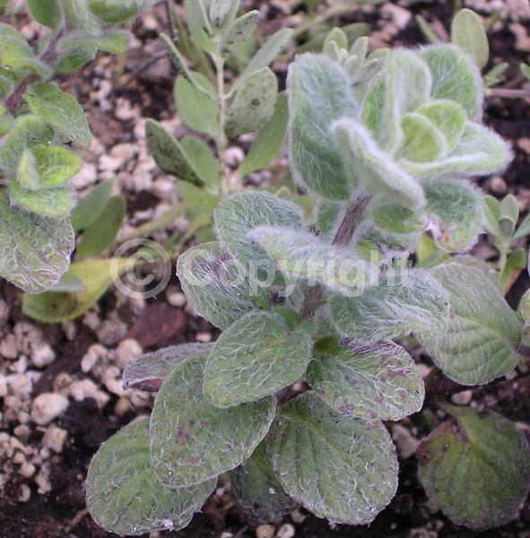 Purple blooms; Pink blooms