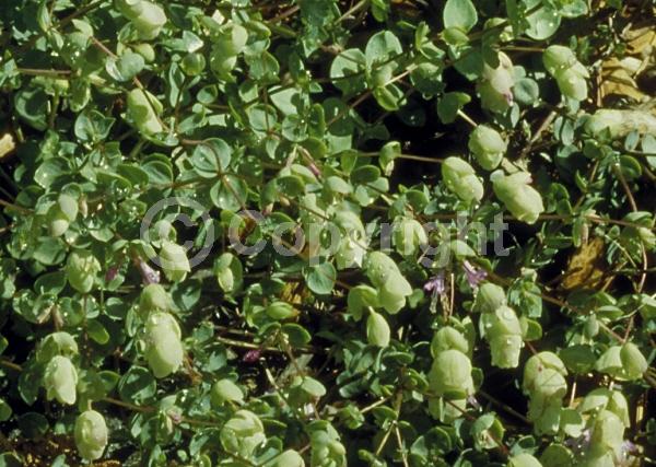 Pink blooms; Semi-evergreen