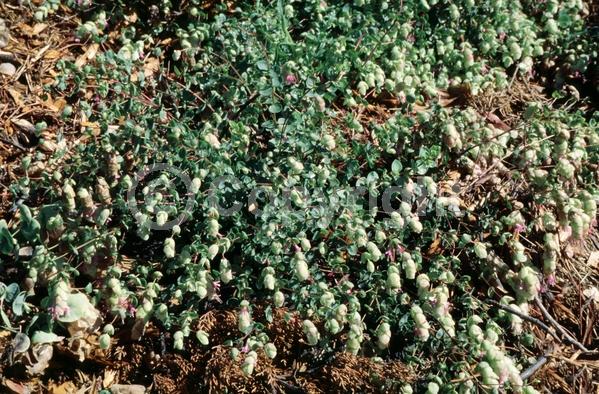 Pink blooms; Semi-evergreen