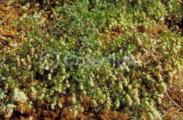 Pink blooms; Semi-evergreen