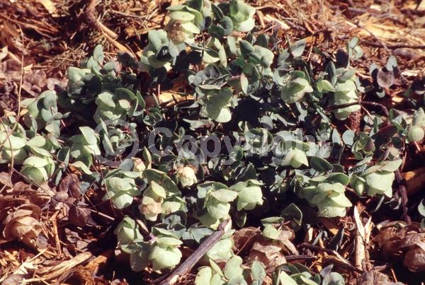 Pink blooms; Evergreen; Needles or needle-like leaf