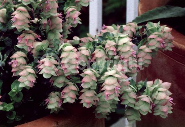Pink blooms; Evergreen; Needles or needle-like leaf