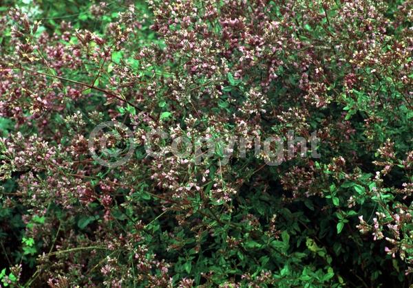 White blooms; Pink blooms; Semi-evergreen