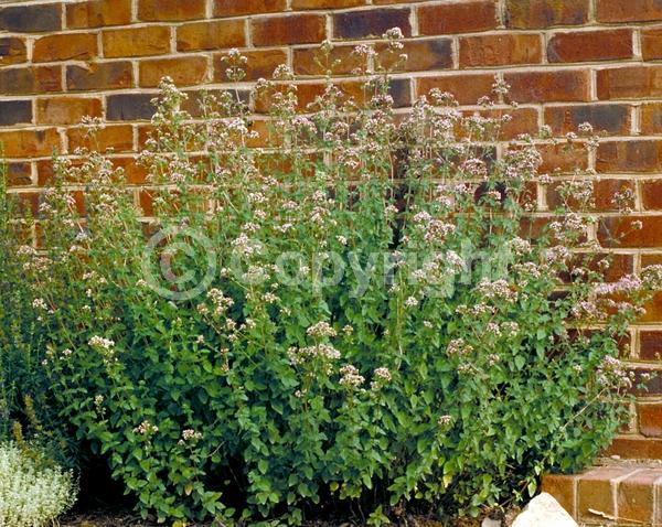 White blooms; Pink blooms; Semi-evergreen
