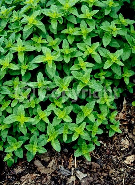 White blooms; Pink blooms; Semi-evergreen