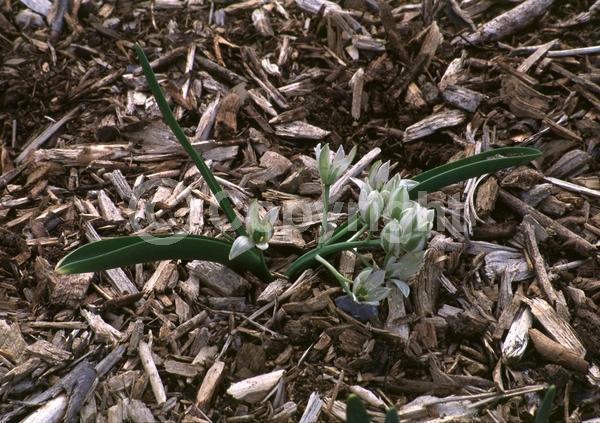White blooms