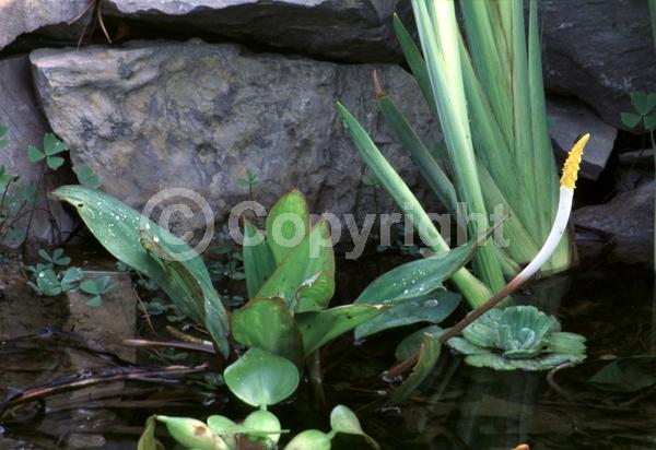 Yellow blooms; Deciduous; North American Native
