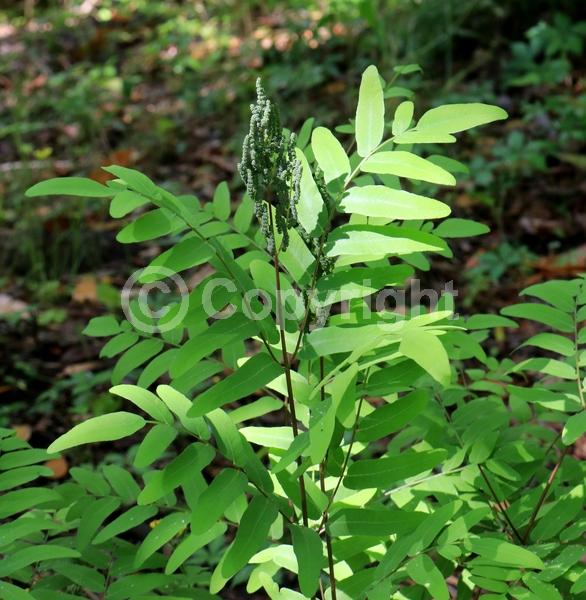 Deciduous; North American Native