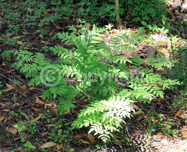 Deciduous; North American Native