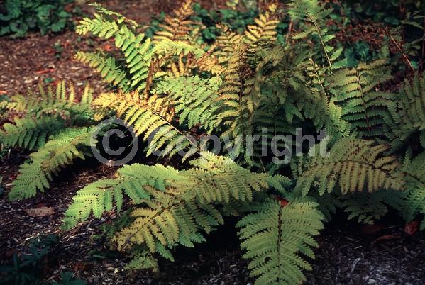 Deciduous; North American Native