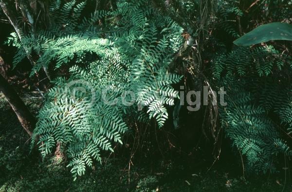 Deciduous; North American Native