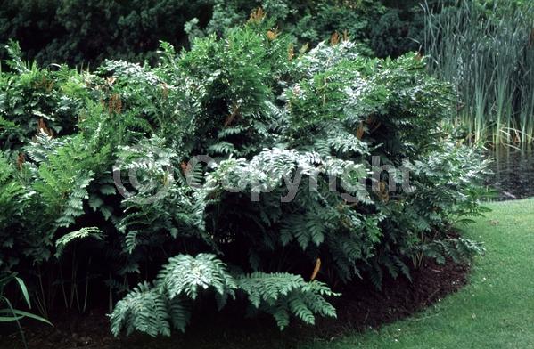 Deciduous; North American Native