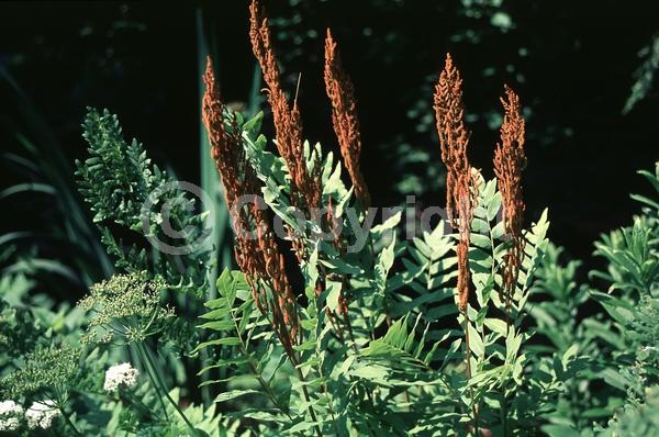 Deciduous; North American Native