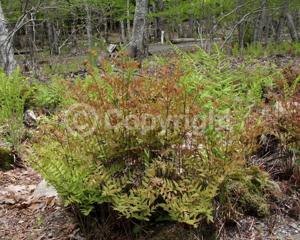 Deciduous; North American Native