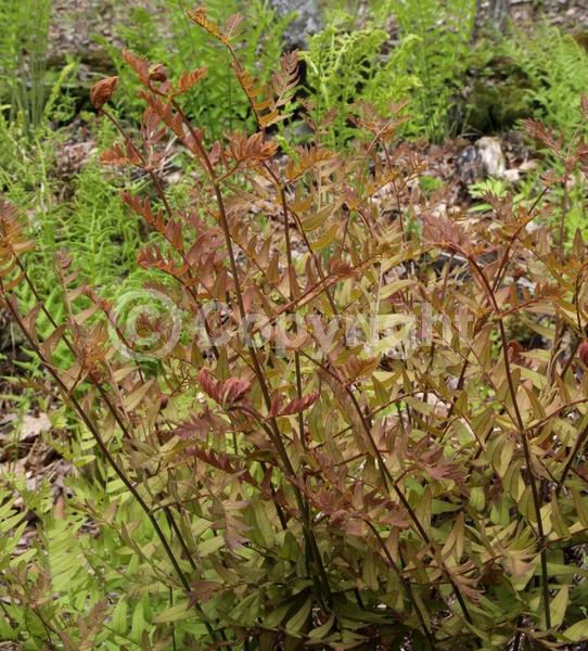 Deciduous; North American Native