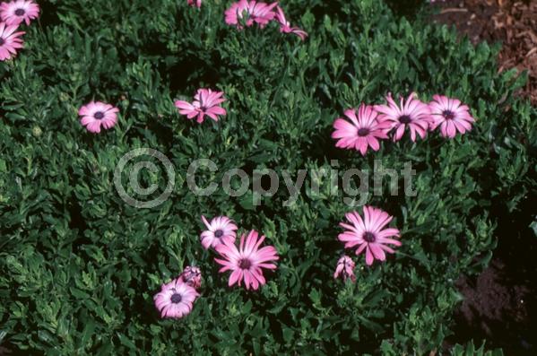 Pink blooms; Evergreen
