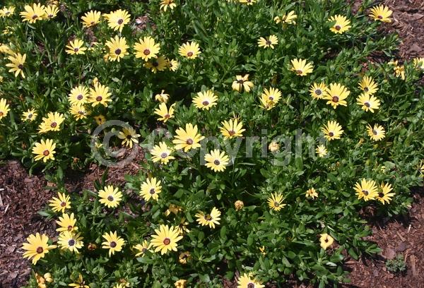 Yellow blooms; Evergreen