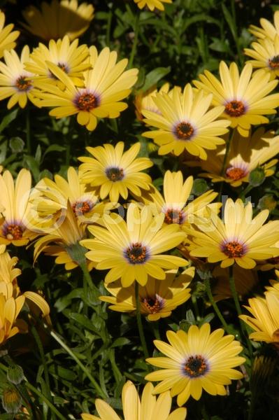 Yellow blooms; Evergreen