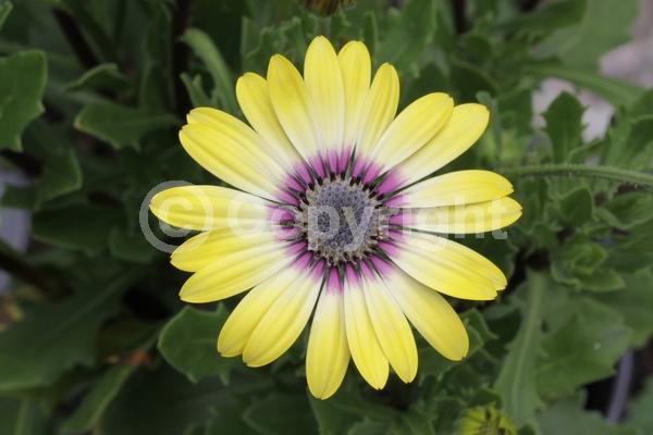 Yellow blooms; Evergreen