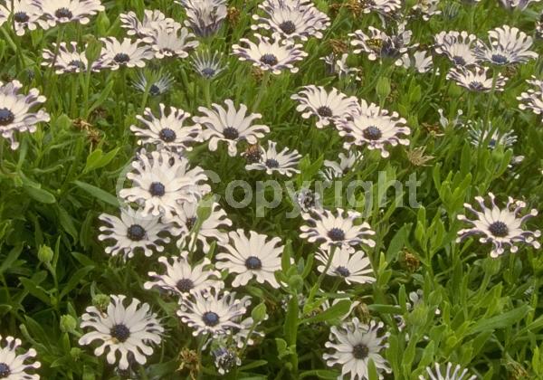 Purple blooms; White blooms; Evergreen; Needles or needle-like leaf