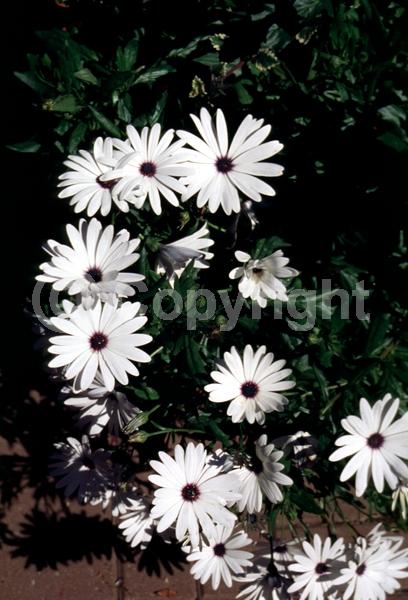 Purple blooms; White blooms; Evergreen; Needles or needle-like leaf
