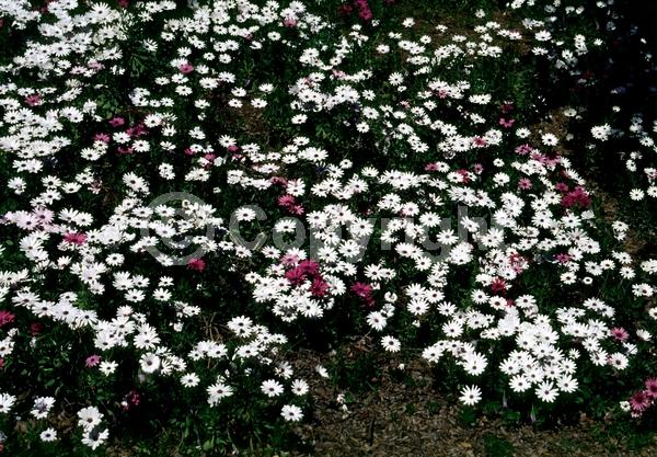 Purple blooms; White blooms; Evergreen; Needles or needle-like leaf
