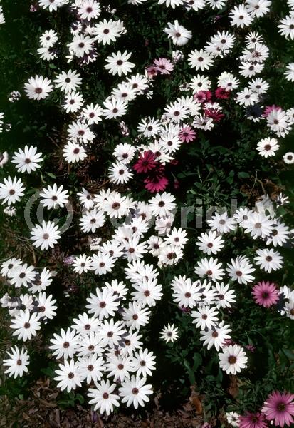 Purple blooms; White blooms; Evergreen; Needles or needle-like leaf