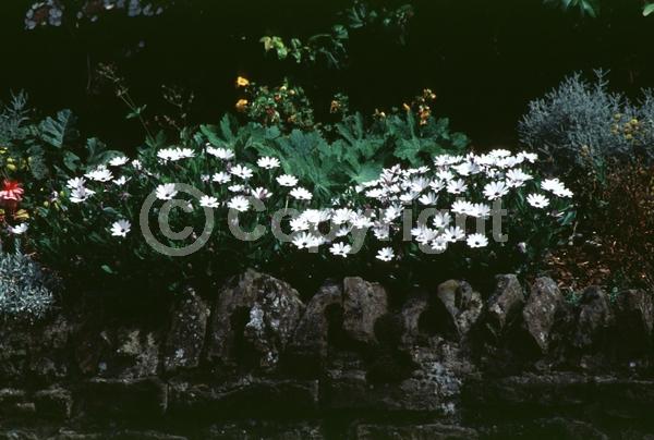 Purple blooms; White blooms; Evergreen; Needles or needle-like leaf