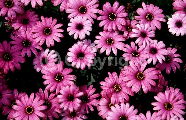 Purple blooms; White blooms; Evergreen; Needles or needle-like leaf