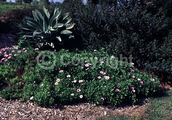 Purple blooms; White blooms; Evergreen; Needles or needle-like leaf