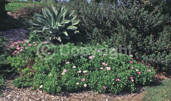 Purple blooms; White blooms; Evergreen; Needles or needle-like leaf