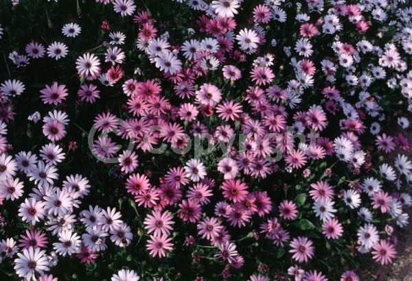 Purple blooms; White blooms