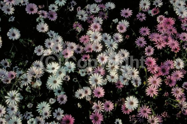 Purple blooms; White blooms