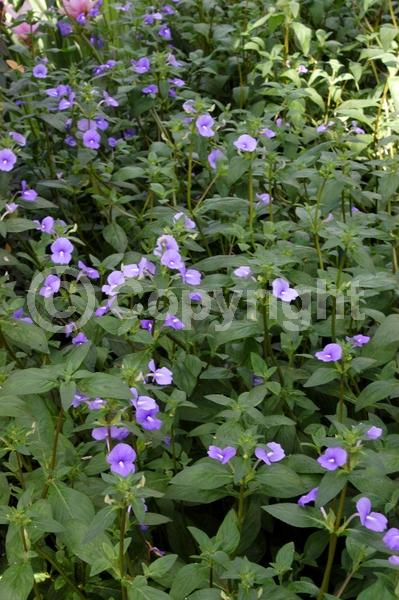 Blue blooms; Lavender blooms