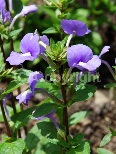 Blue blooms; Lavender blooms