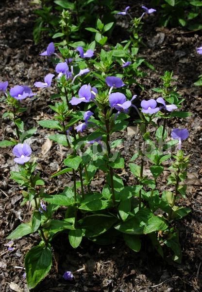 Blue blooms; Lavender blooms